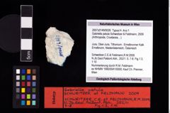 NHMW-GEO-2007z0149-0026_Ol_01.tifGabriella patula (Schweitzer & Feldmann, 2009)  (NHMW-GEO-2007z0149-0026)